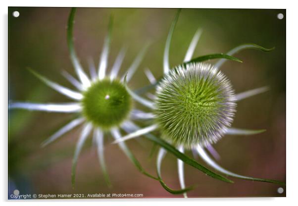 Teasel Acrylic by Stephen Hamer