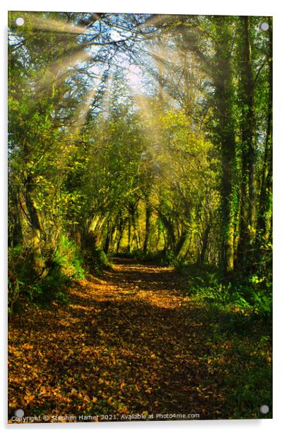 Woodland track in Autumn Acrylic by Stephen Hamer