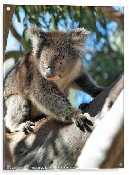 Kings Park Koala Acrylic by Stephen Hamer