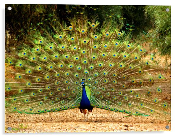 Posing Peacock Acrylic by Stephen Hamer