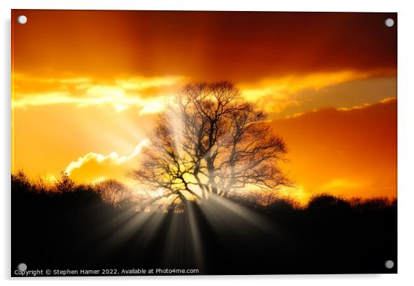 Majestic Oak Tree at Sunset Acrylic by Stephen Hamer
