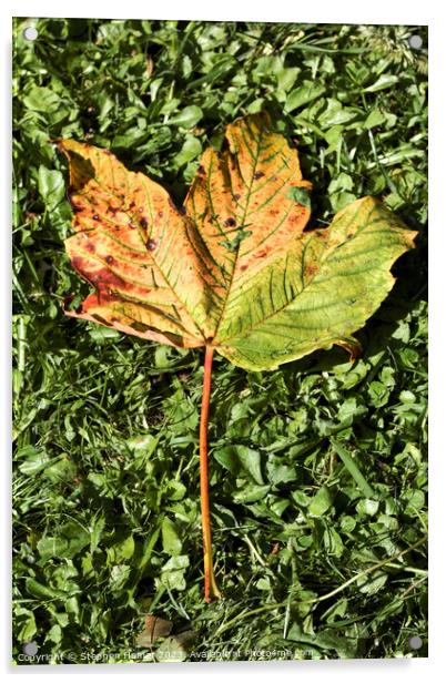 Fallen Field Maple Leaf #2 Acrylic by Stephen Hamer