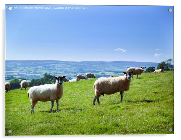 Blackfaced sheep Acrylic by Stephen Hamer