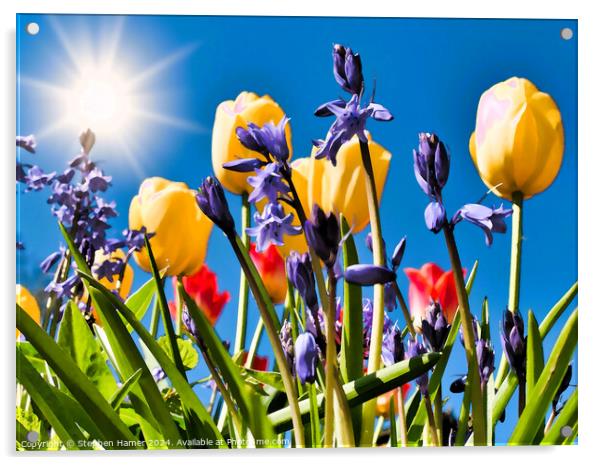 Spring Flowers Acrylic by Stephen Hamer
