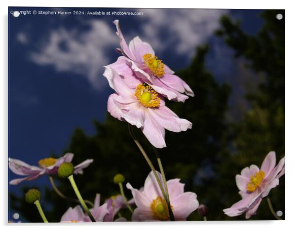 Japenese Anemone Acrylic by Stephen Hamer