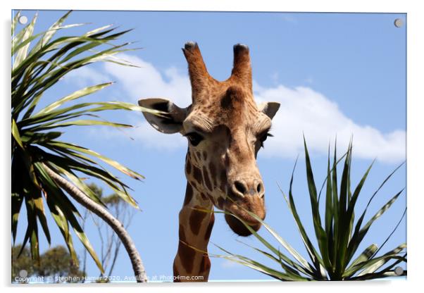 Majestic African Giraffe in Taronga Zoo Acrylic by Stephen Hamer