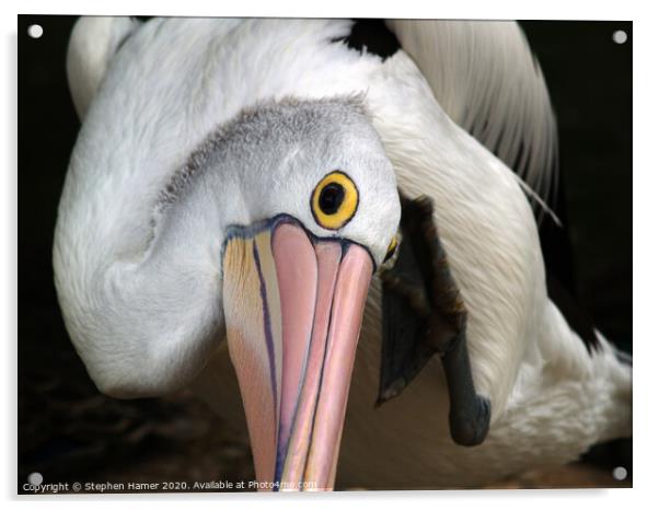 Majestic Australian Pelican Acrylic by Stephen Hamer