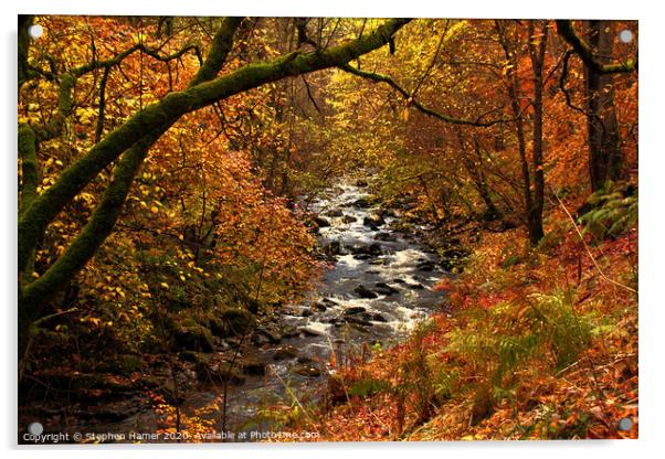 Enchanting Autumn Woodland Oasis Acrylic by Stephen Hamer