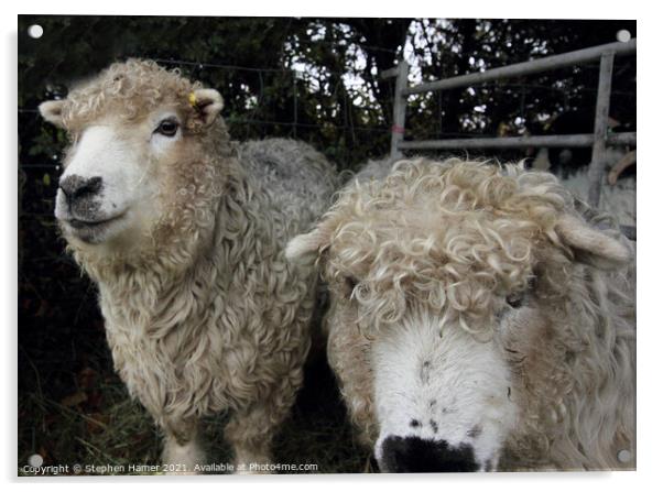 Grey Face Dartmoor Sheep Acrylic by Stephen Hamer