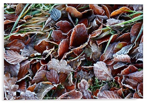 Frosty Leaves Acrylic by Stephen Hamer