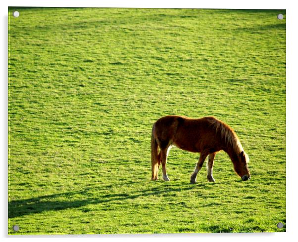 Sunlit Horse Acrylic by Stephen Hamer
