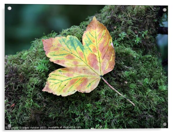 Autumn Sycamore Leaf, UK Acrylic by David Forster