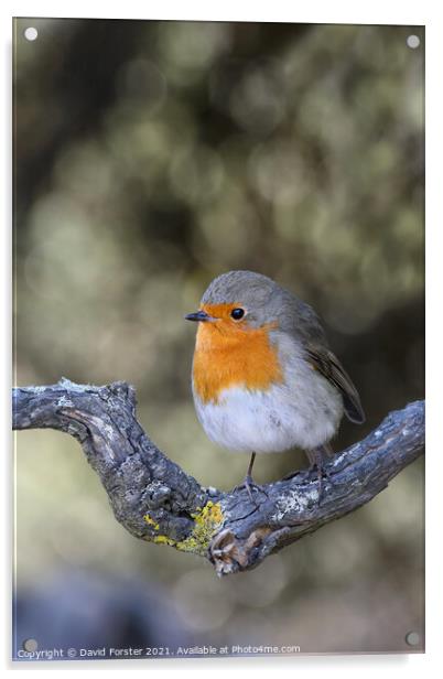 Robin (Erithacus rubecula) Perched on a Branch, UK Acrylic by David Forster