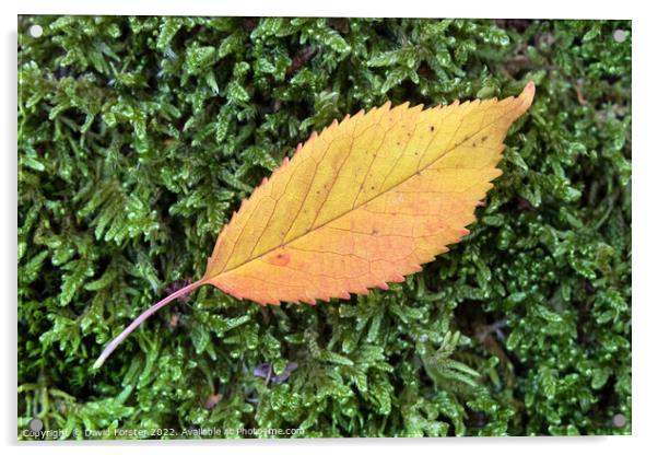 Colourful Flame Shaped Autumnal Leaf on Moss Acrylic by David Forster