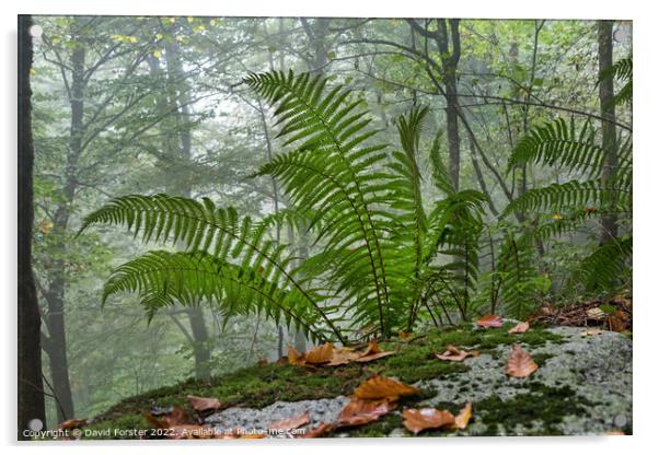 Ferns Growing in a Misty Autumnal Woodland Acrylic by David Forster