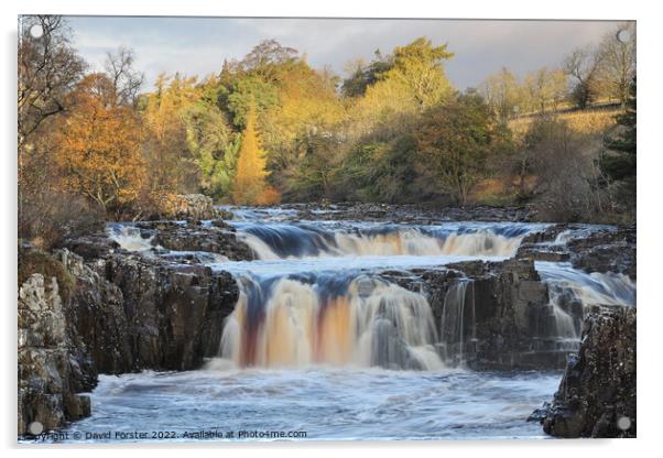 Low Force and the River Tees in Autumn, Teesdale, UK Acrylic by David Forster