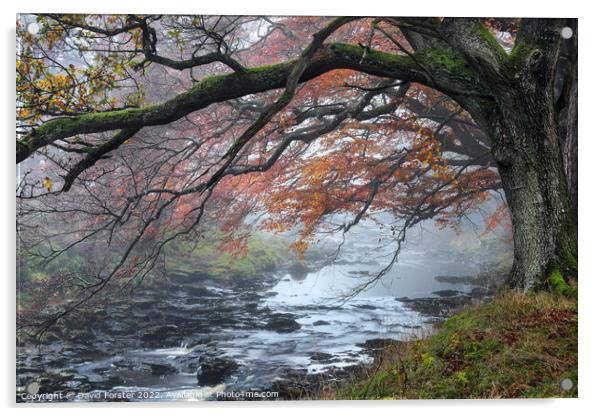 Trees Overhanging the River Tees on a Misty Autumnal Day Acrylic by David Forster
