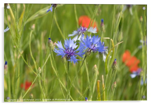 Cornflower and Poppies in a Wild Flower Meadow Acrylic by David Forster