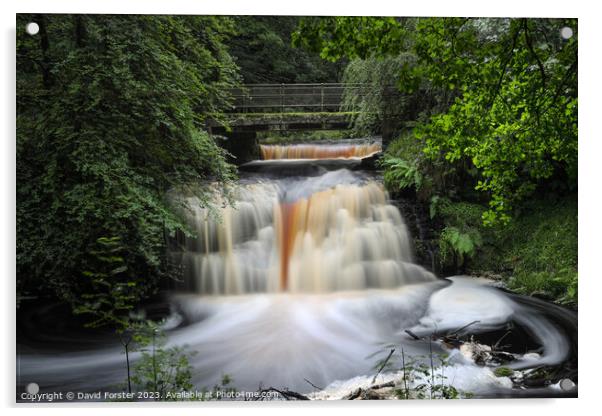 Blackling Hole Waterfall, Hamsterley Forest, County Durham, UK Acrylic by David Forster