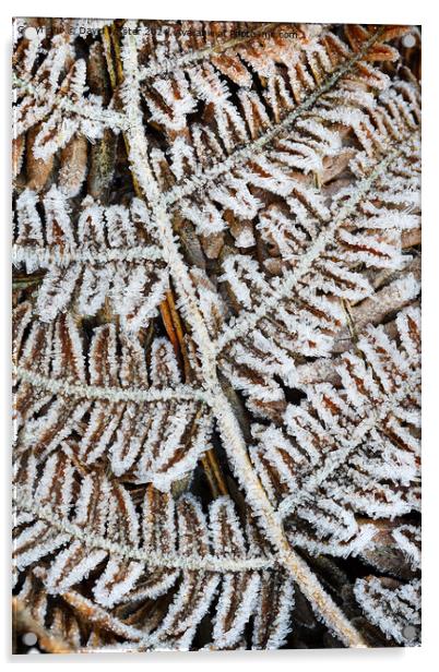 Frost Covered Common Bracken Fronds, North Pennine Acrylic by David Forster