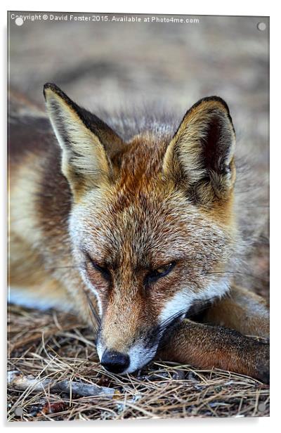 Sleepy Red Fox Vulpes vulpes Acrylic by David Forster