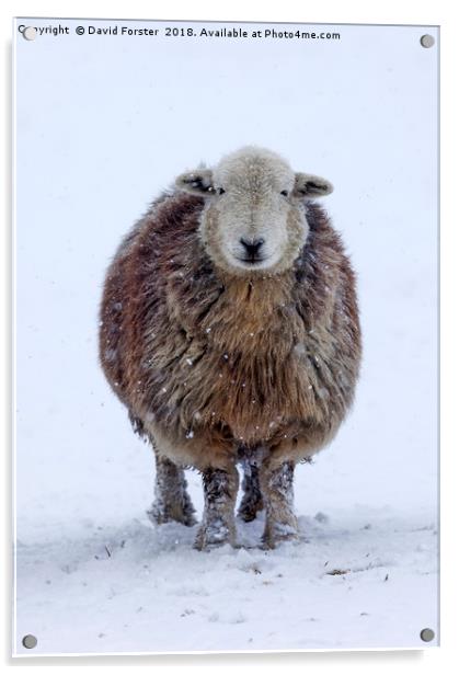 Happy Herdwick Sheep and Falling Snow Acrylic by David Forster