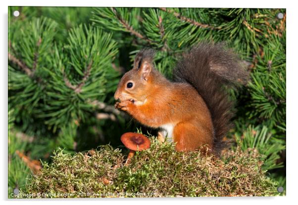 Red Squirrel  Acrylic by David Forster
