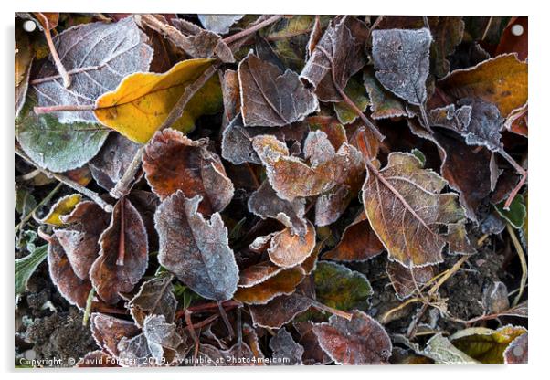 Frost Coated Leaves, UK Acrylic by David Forster