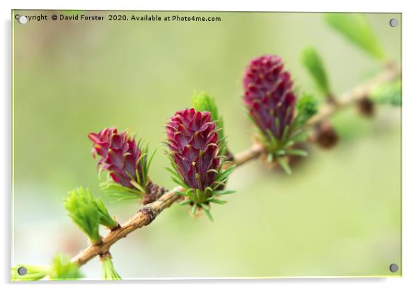 The Female Flowers of the European Larch Tree Lari Acrylic by David Forster