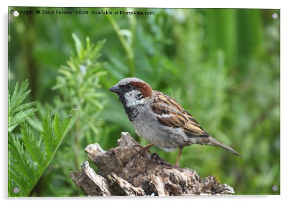 Male House Sparrow (Passer domesticus)  Acrylic by David Forster