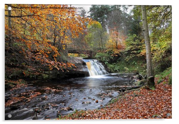 Blackling Hole Waterfall in Autumn, Hamsterley Forest, County Durham Acrylic by David Forster