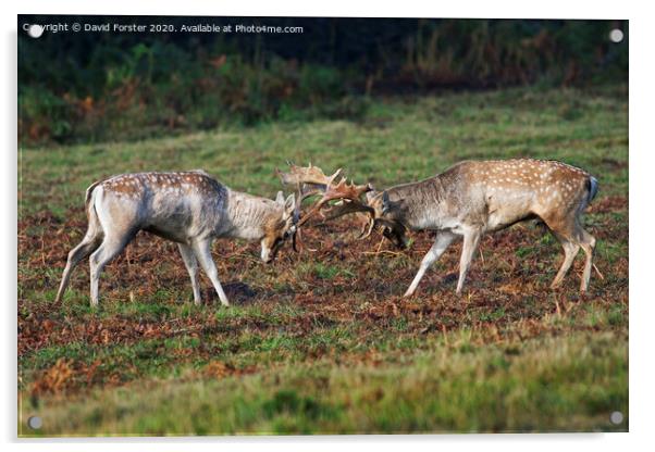 Fallow Deer Stags Dama Dama Fighting During the Ru Acrylic by David Forster