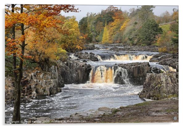 Autumn Colours at Low Force, Upper Teesdale, County Durham, UK Acrylic by David Forster