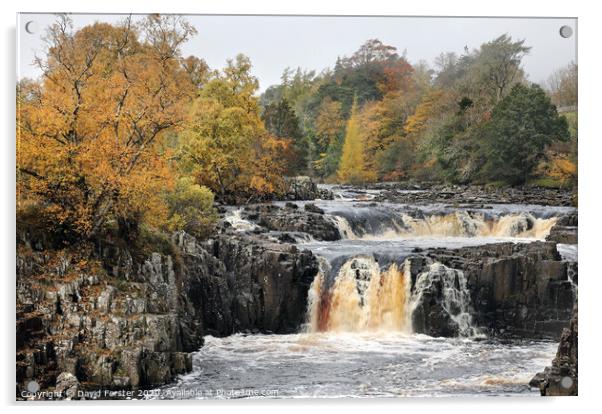Autumn Colours at Low Force, Upper Teesdale, County Durham, UK Acrylic by David Forster