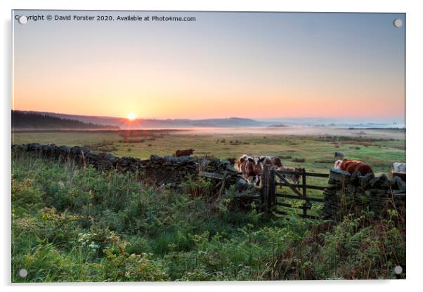 Cows at Sunrise Teesdale, County Durham, UK Acrylic by David Forster