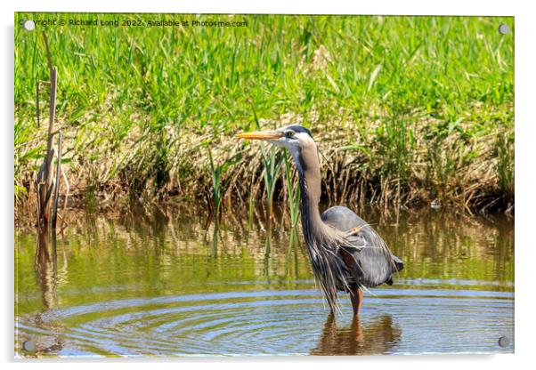 Great Blue Heron Acrylic by Richard Long