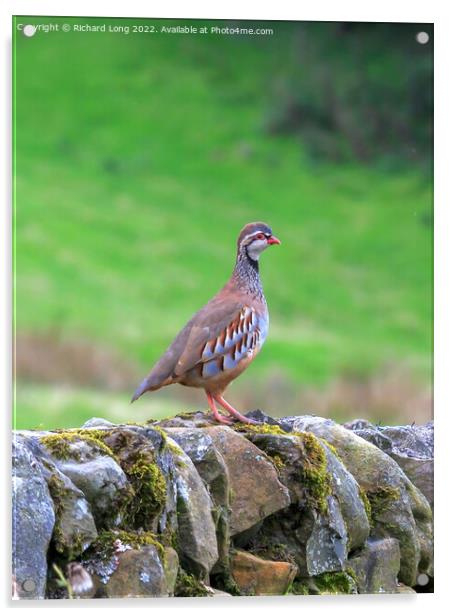 Red - Legged Partridge Acrylic by Richard Long