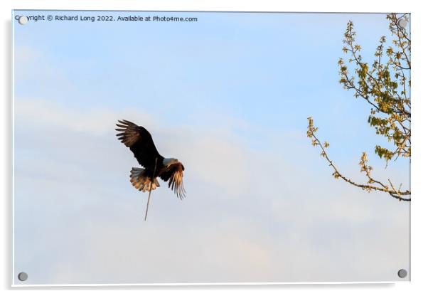 Sunlit Bald Eagle in flight  Acrylic by Richard Long