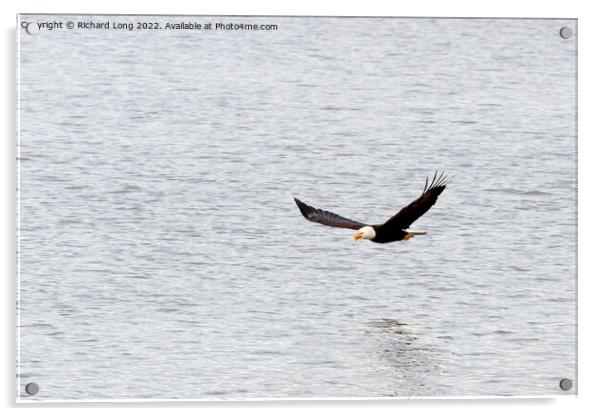 Bald Eagle flying Acrylic by Richard Long