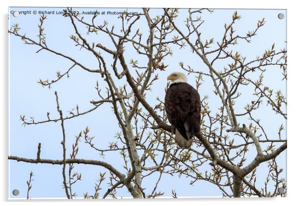 Bald Eagle perched in a tree Acrylic by Richard Long