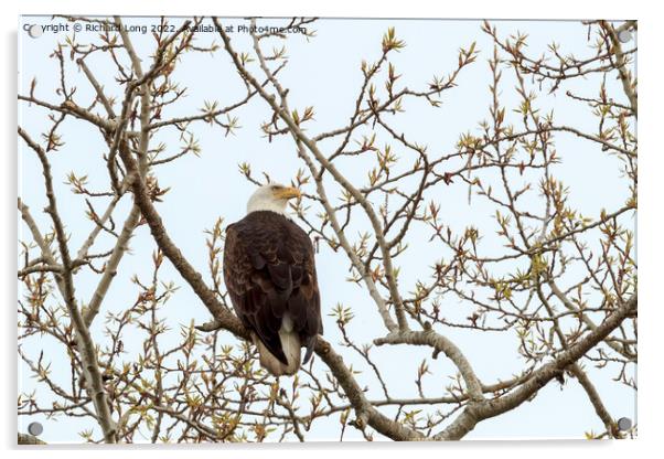 Bald Eagle perched in a tree  Acrylic by Richard Long