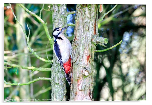 Great Spotted woodpecker  Acrylic by Richard Long