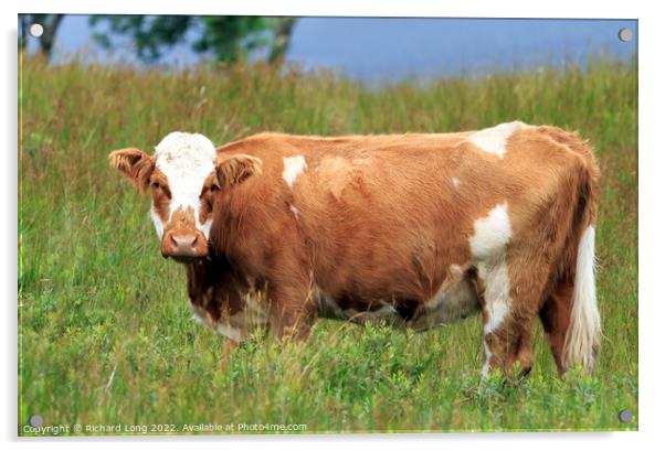 Single Ayrshire cow Acrylic by Richard Long