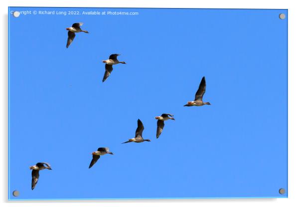 Flock of Pink Footed Geese flying Acrylic by Richard Long