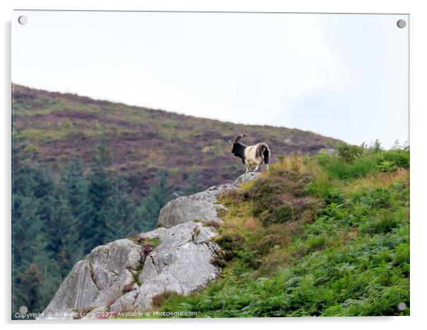 Wild Mountain Goat living life on the edge Acrylic by Richard Long