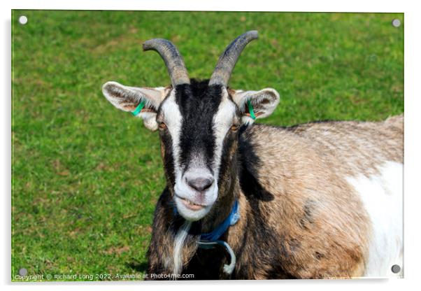 Boer Goat Acrylic by Richard Long