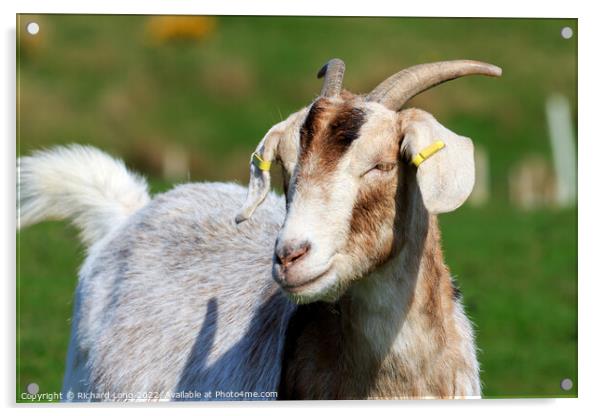 Boer Goat Acrylic by Richard Long