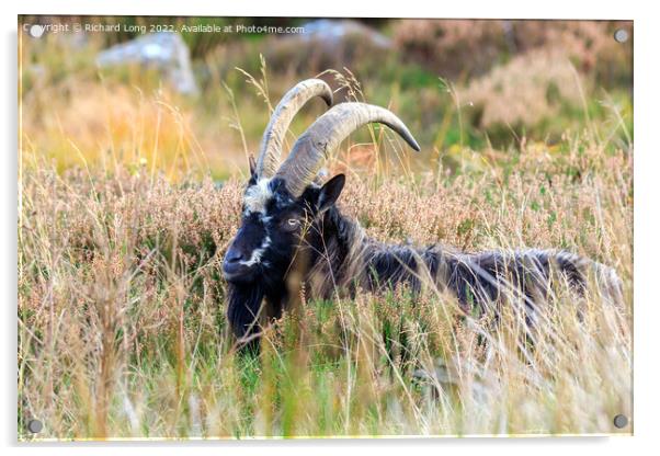 Wild Goat  Acrylic by Richard Long