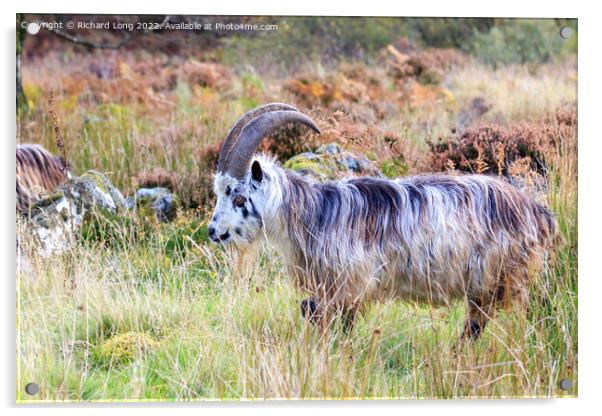 Wild Goat Acrylic by Richard Long