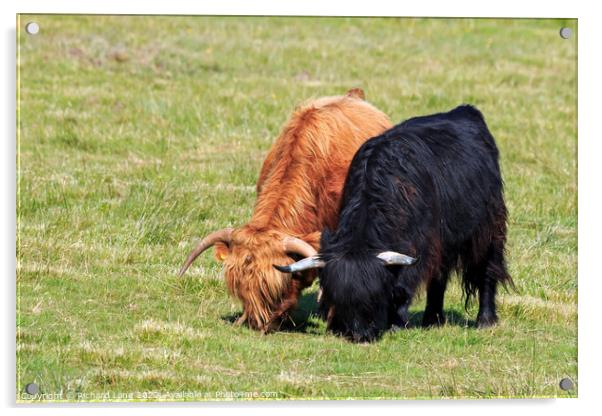 Highland Cows Acrylic by Richard Long
